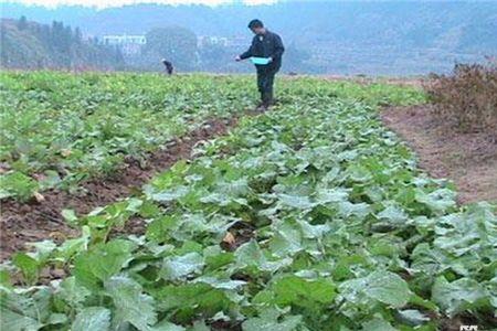 黄油菜的种植方法