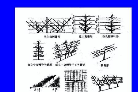 果树怎么修剪让主干快速长粗