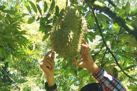 榴莲的果实属于聚花果吗