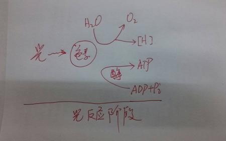 什么为光合作用提供附着位点