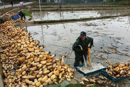 荷藕亩产量