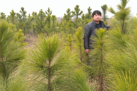 怎样选择马尾松造林地