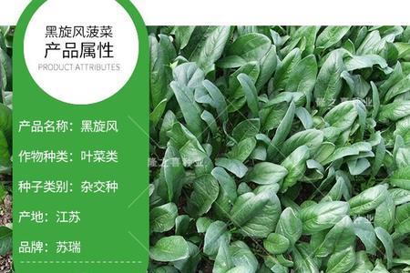 菠菜种子有转基因的吗