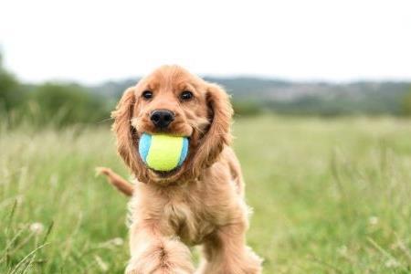 可卡布犬优缺点