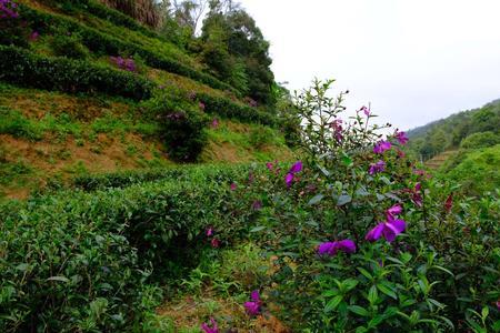 金楦茶种植时间