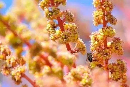 蜜蜂采芒果蜜吗