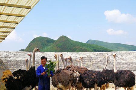 世界最大的鸵鸟养殖基地