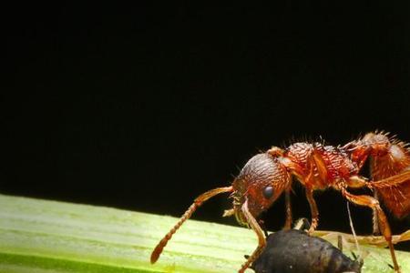 蚂蚁吃死掉的昆虫吗