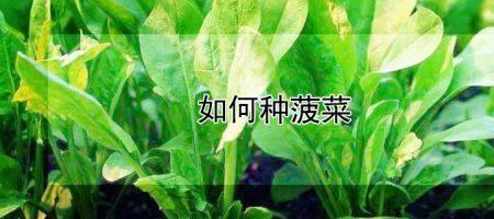 菠菜籽放冰箱催芽要放多久