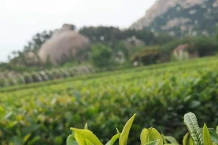 两年的崂山茶能喝吗