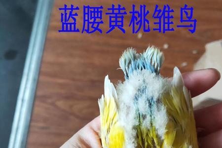 黄桃鹦鹉需要办证吗