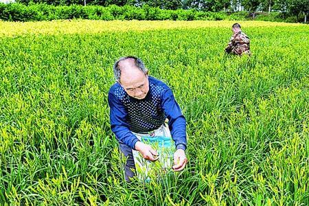 黄花菜播种后几年开花