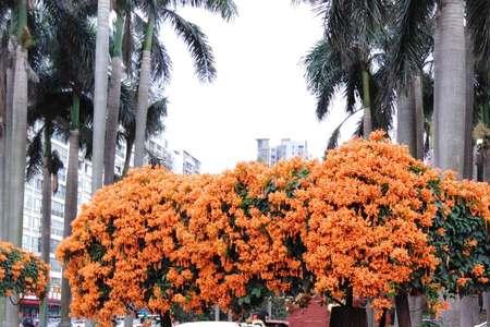 炮仗花和凌霄花哪个好看