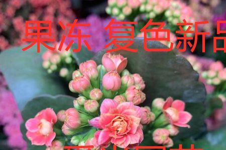 果冻长寿花什么花色