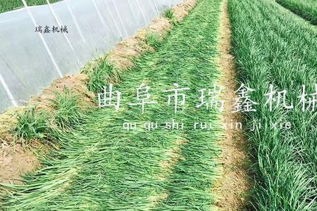 大棚韭菜一年四季割几茬