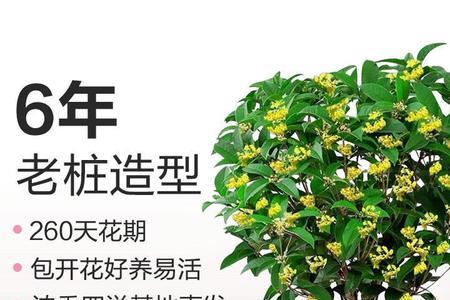 办公室放盆栽桂花好不好