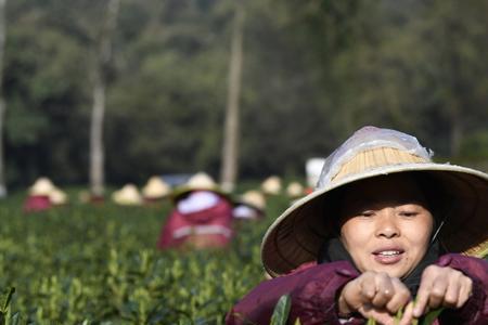 杭州采茶一般到什么时候结束