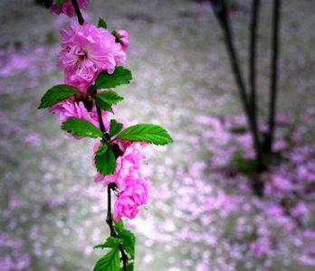 花落花残什么意思