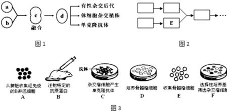 体细胞和生殖细胞的表示式