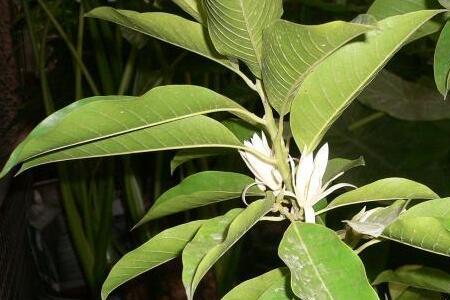 秋季白兰花室内养殖方法