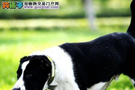 中亚牧羊犬适合家养吗