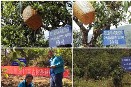 勐库瑞祥茶厂的冰岛古树怎样