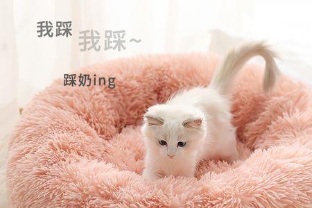 猫窝里可以用撒窝粉吗