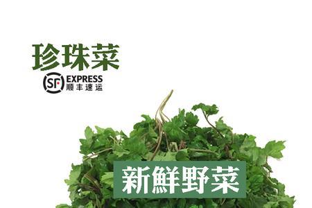 珍珠菜的根叫紫参吗