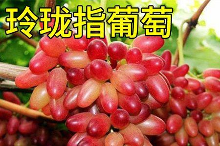 玲珑星光葡萄的优缺点