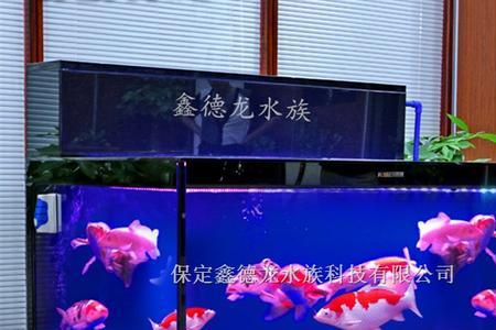 1.5米水族箱养几条锦鲤合适