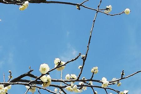 繁花压枝的意思