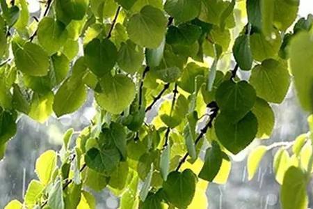 春天有什么样的雨和阳光