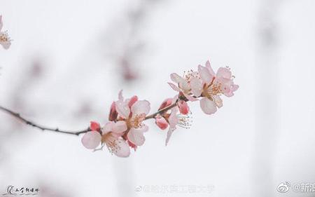 杏花微雨是几月