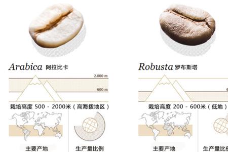 罗布斯塔咖啡豆哪里的最好