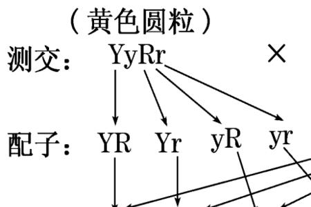 杂交组合遗传因子是什么