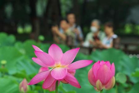 世纪公园荷花开放时间