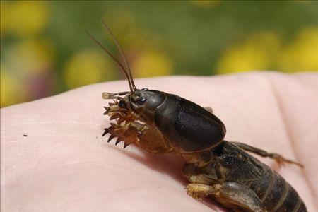 蝼蛄进家里能不能赶出去