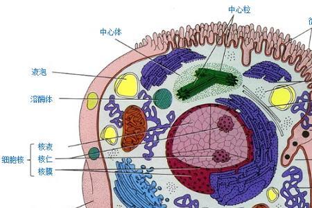 生命体细胞具有什么特点