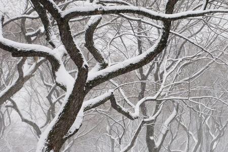 描写城市雪景的诗