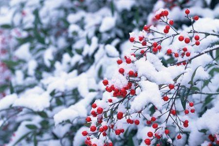 雪中高士是什么花