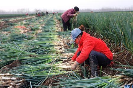 山东大葱种植面积