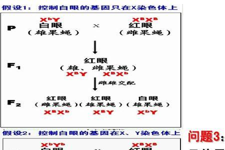 摩尔根果蝇实验的研究方法