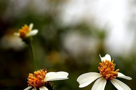 鬼针草在什么季节开花