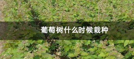 树葡萄种植气候要求