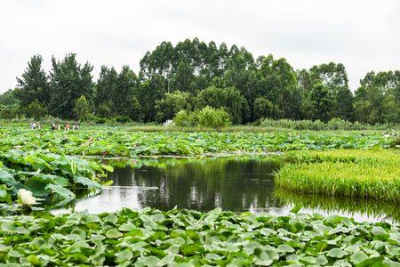 一池绿水什么意思