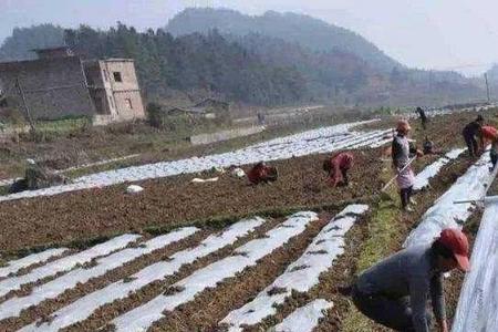 夏天覆盖地膜不怕地温太高吗