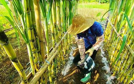 一个月甘蔗能拔节几次