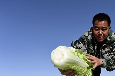 唐山地区冬储白菜啥时候种