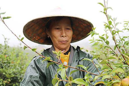 茶籽产量最多的地方