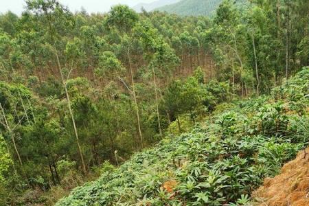 大别山适合种植五指毛桃吗